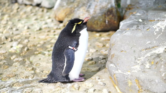 Small cute penguin standing around the rock. Erect Crested Pengu