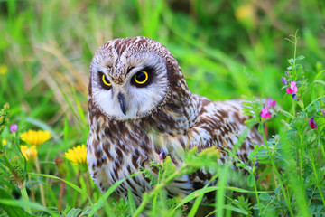 Short-eared Owl (Asio flammeus) in Japan