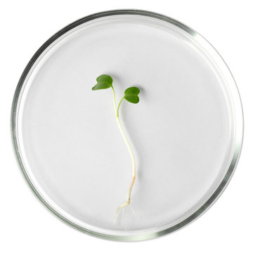 Seedling In Petri Dish