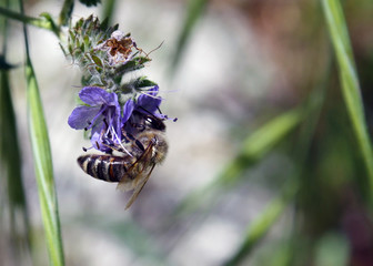 Bee gathering nectar while pollinating wildflowers in spring