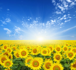 field of sunflowers