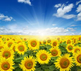 Rolgordijnen field of sunflowers © Alekss