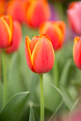 チューリップ畑