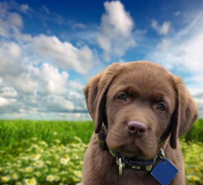 Cute chocolate labrador puppy