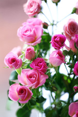 Beautiful pink roses on bright background