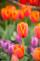 Fototapeta premium チューリップ畑