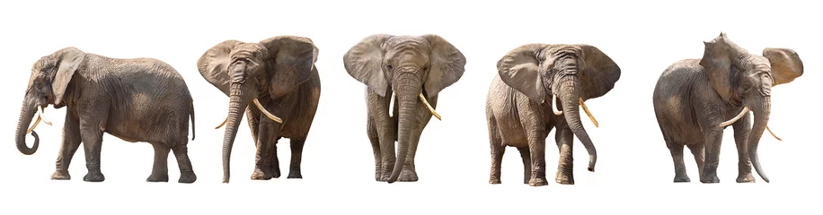 Fotobehang Afrikaanse olifanten geïsoleerd op wit © Patryk Kosmider
