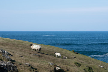 Connemara Blackface Schafe