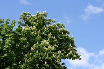 A horse chestnut tree in the flowering season