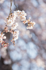 枝垂れ桜