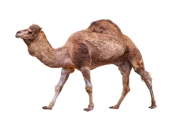 Foto auf Acrylglas Kamel Kamel isoliert auf weiß