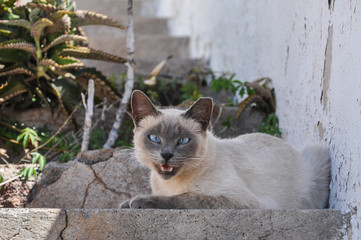 Katze mit hellem Fell sitzt draußen auf einer Treppe