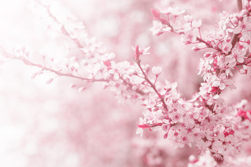 Cherry tree flower in spring