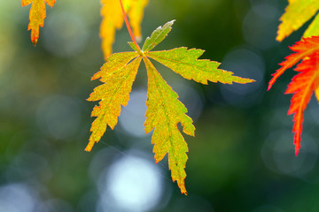 Maple leaves
