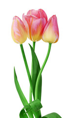 Color tulips isolated on white