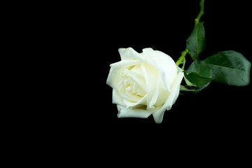 Isolated white rose on a black