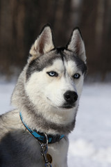 adult, full-grown male Siberian Husky breed