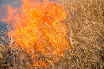 Wild grass on fire