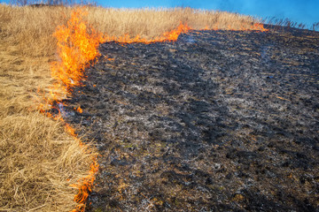 Wild grass on fire