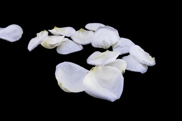 Isolated white rose petal on  black