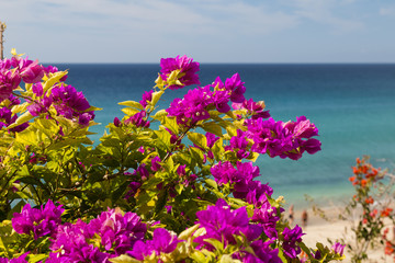 Jandia Beach in Fuerteventura, Spain