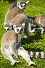 Lemur
