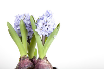 Obraz premium Flowering hyacinths on a light background. Shallow depth of fiel