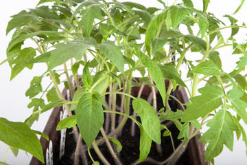 Tomato seedlings in a box on a light background. Shallow depth o