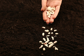 Female hand planting white bean seeds in soil, closeup