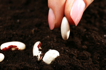 Female hand planting white bean seeds in soil, closeup