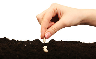 Female hand planting white bean seeds in soil isolated on white