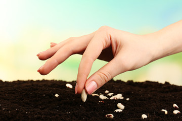 Female hand planting white bean seeds in soil on blurred background