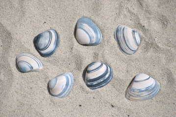 Beautiful shells on the beach in the summer on sea vacation