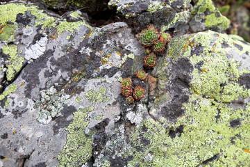 Obraz premium Lichen and plant on the stones in Andorra