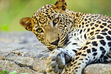 Leopard