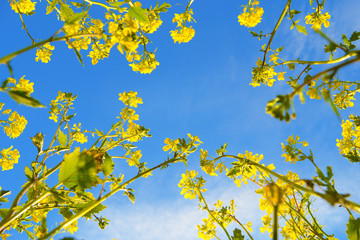 Cornice di fiori di campo