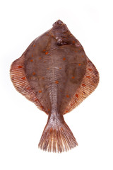 Plaice fish isolated on a white studio background.