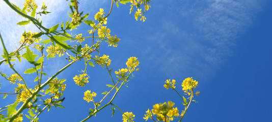 Template di fiori di campo