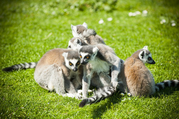 Lemurs