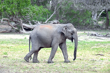 Naklejka premium Elephant