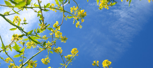 Template di fiori di campo