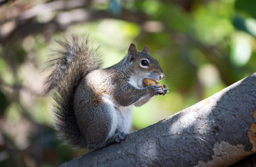 Grauhörnchen / Eichhörnchen