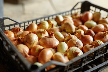 Crate of onions