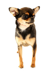 Obraz premium Cute chihuahua puppy isolated on white