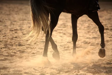 Afwasbaar Fotobehang Paardrijden Paardenbenen van dichtbij wegdraven