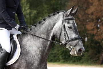 Light filtering roller blinds Horse riding Gray sport horse portrait ar show arena
