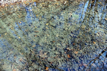 Forest mirroring in a stream
