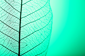 Skelet blad op groene achtergrond, close-up
