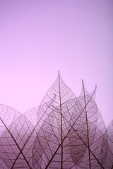 Printed roller blinds Decorative skeleton Skeleton leaves on purple background, close up