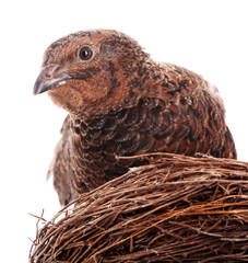 Quail in nest